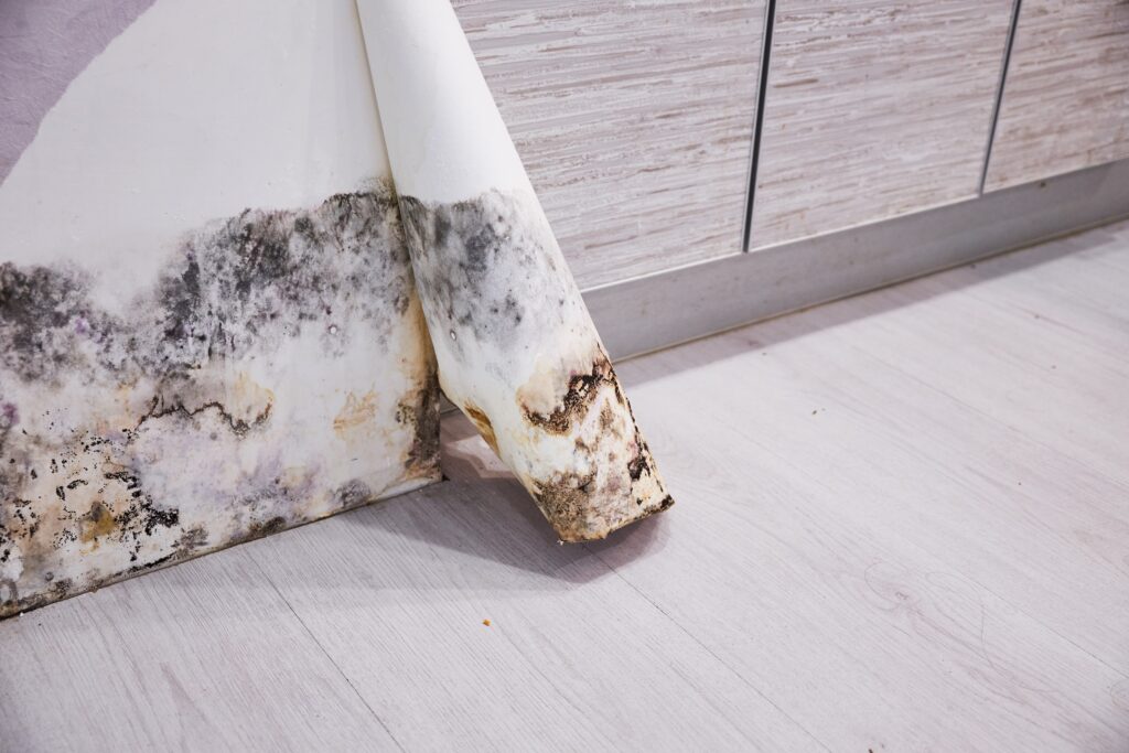 Peeling wallpaper with mold behind it