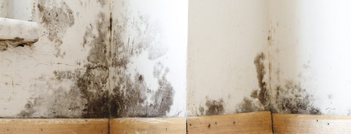 Damp buildings damaged by black mold and fungus caused by dampness and water damage